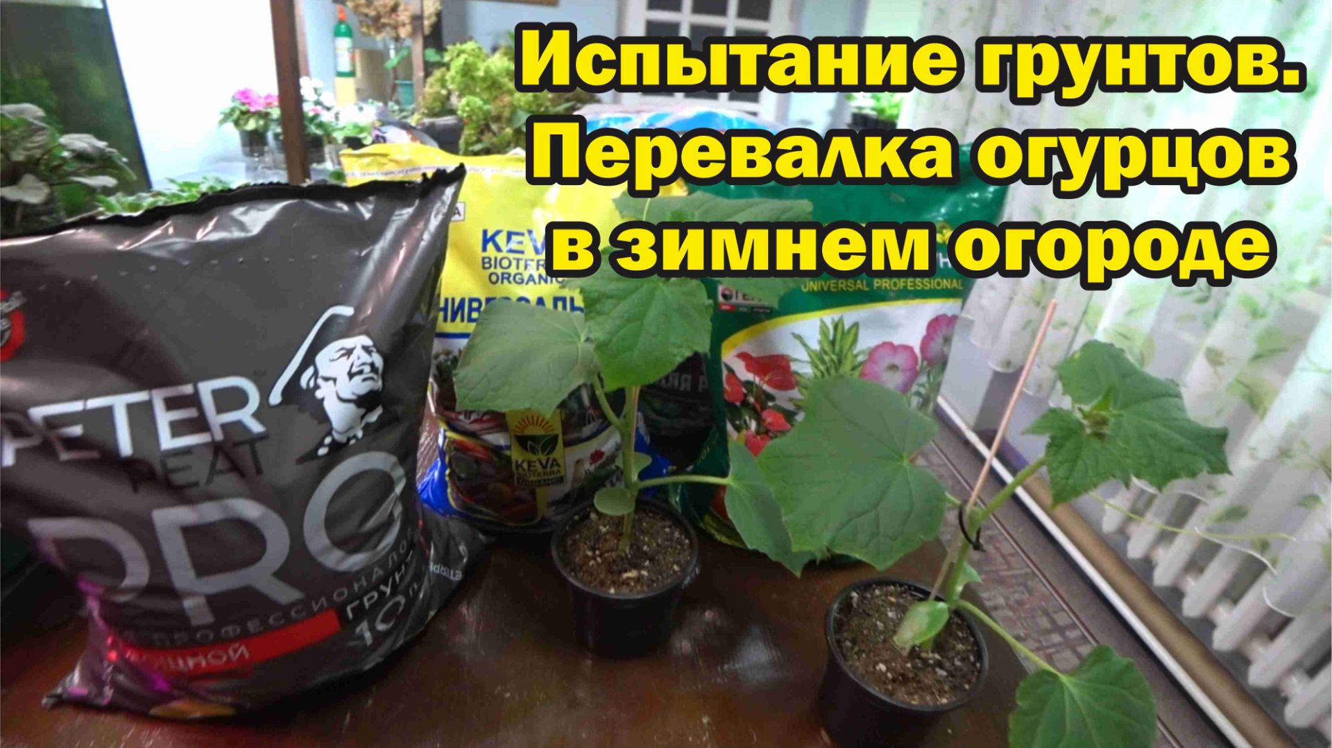 Перевалка огурцов в зимнем огороде. Испытание грунтов смотреть онлайн