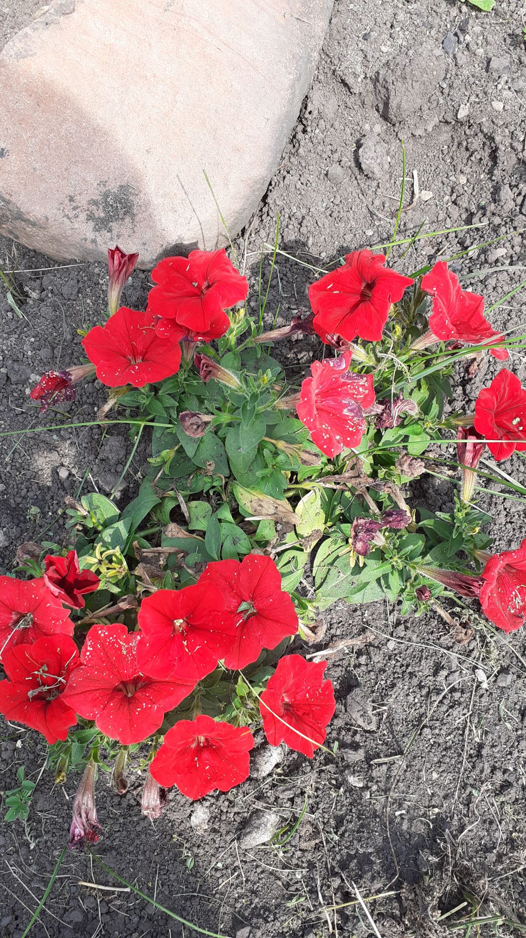 Должны мы помнить до последних дней,