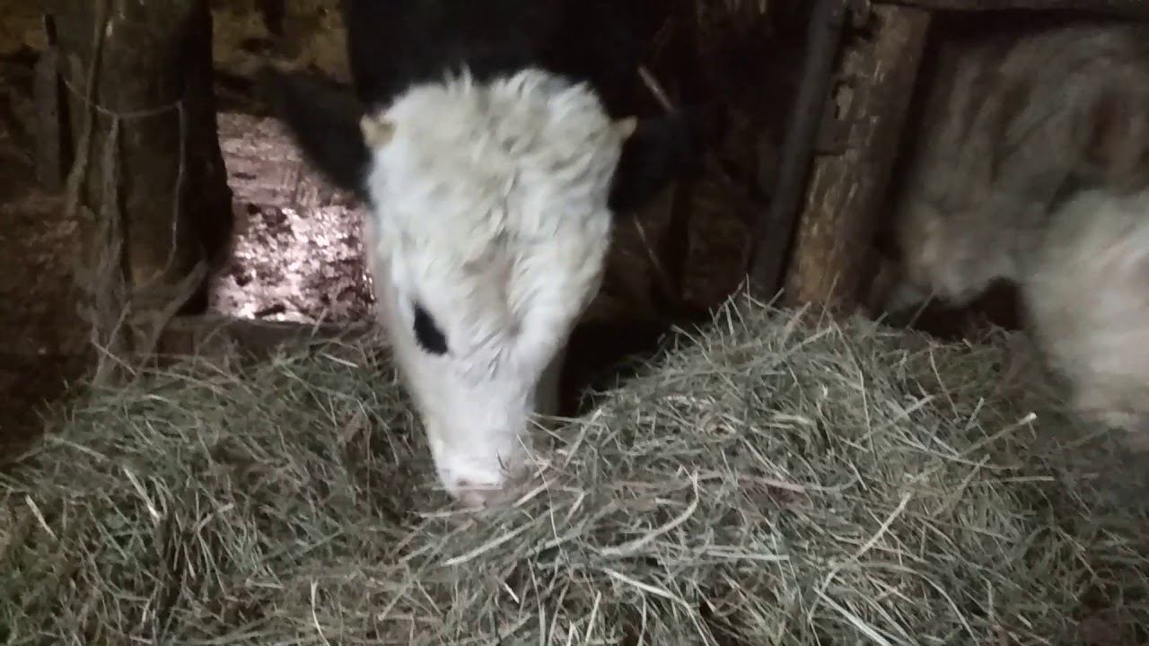 Рацион кормления бычков зимой.