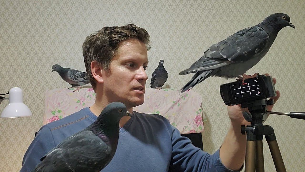 С птичками скучно не бывает. Наши ручные гульки