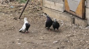 Голуби Гегама в Невинномысске! 25г