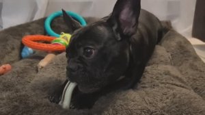Бульдог Моня и косточка🐶🍖 #французскийбульдог #моня #жизньсобаки