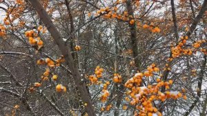 Январские приключения #рыбалка #зимняярыбалка #рыбалканаокуня #январь #2026