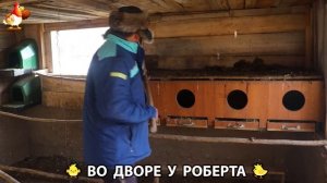 Содержание кур в домашних условиях и других птиц во дворе у Роберта 🐣🐤🦆🐔🪿🦃 (386)