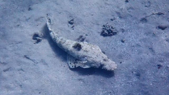 Рыба-крокодил прячется под коралл