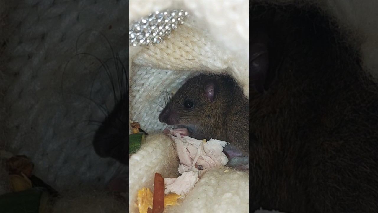 Малыш Базика #мышка #крыска #животные