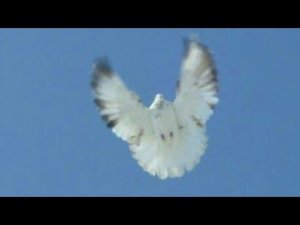 03.01.2026. Безкружные голуби, Чуманова Виталия.