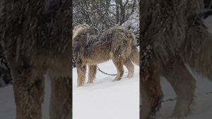 #Кавказский волкодав#Фугаз 10 мес#продажа Курские крови