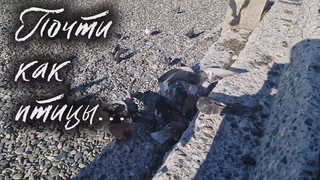 Почтикакптицы