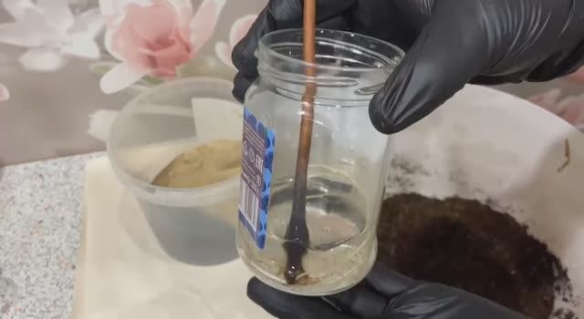 Посадка лозы винограда Лидия 6 января 2026 смотреть онлайн