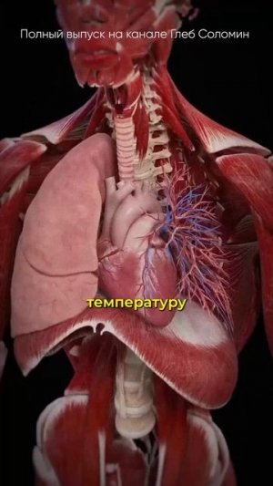 Земля это ЖИВОЙ ОРГАНИЗМ? Михаил Никитин | Полный выпуск на канале "Глеб Соломин" #наука