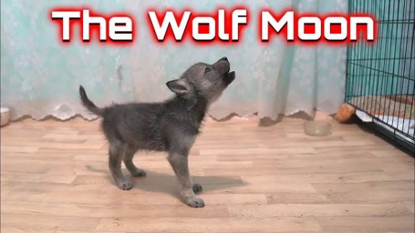 First day at home. The Wolf Moon. Dragon Life 2020