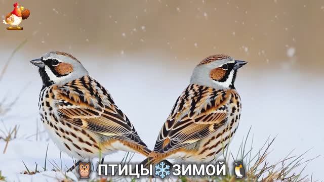 Птицы зимой в лесу 🐦_⬛🦉🦅 видео для отдыха душой 🌲(15) смотреть онлайн