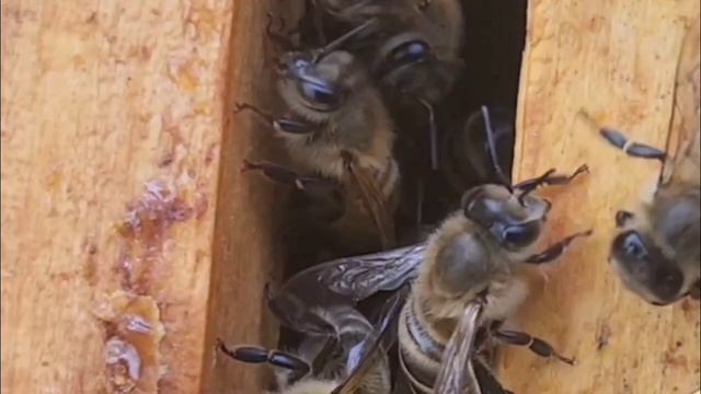 всемирный день пчёл смотреть онлайн