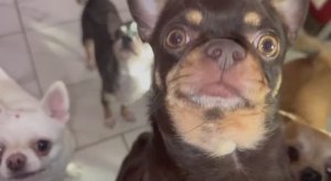 Вот как с ними не поделиться.