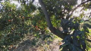 Как правильно обрезать мандарины