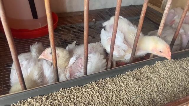 Нашим бройлерам 21 день. 4 июня 2025 смотреть онлайн