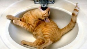 ПРИКОЛЫ С ЖИВОТНЫМИ😺🐶 | СМЕШНЫЕ КОТЫ и СОБАКИ😂