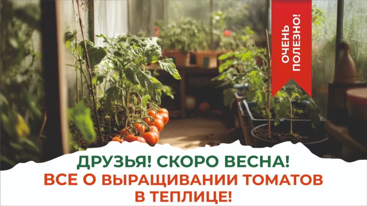 Всё, что вы хотели знать о выращивании томатов в теплице. Эксперты Елена Храмушина и Елена Чистякова смотреть онлайн