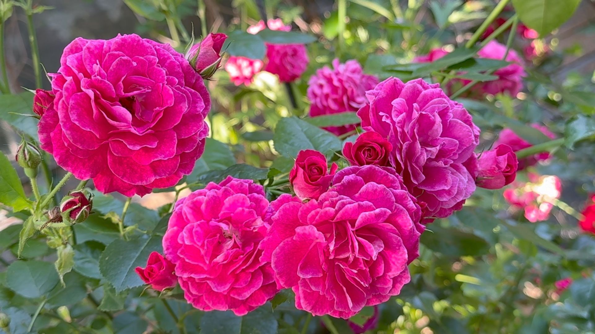 Июль в Саду 20 июля 2025 часть 3 смотреть онлайн