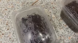 Эустома. Рассада взошла на 14 дней