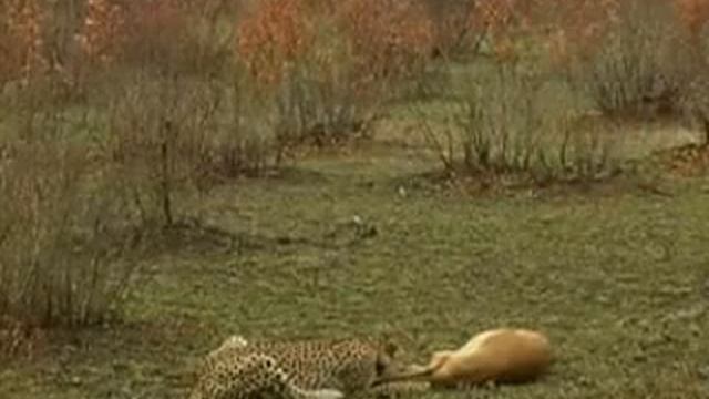 a gazelle playing dead to escape her predators
