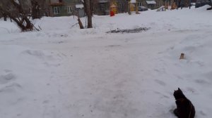 Тишка на улице.