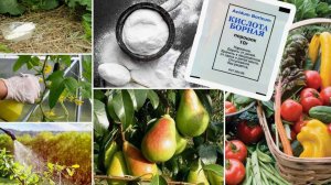 Борная кислота в огороде: ГлавнЫЕ способЫ применения, о которых вы не знали