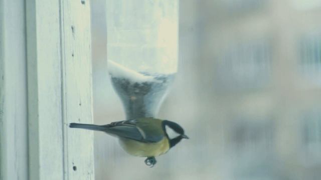 Кормушка для синиц с защитой от голубей! смотреть онлайн