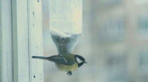 Кормушка для синиц с защитой от голубей!