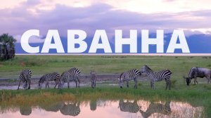 Саванна 4K | Документальный фильм о дикой природе