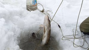 Проверка перемета на реке Чумыш.6.01.26г.