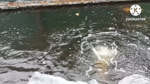 Ловим форель в домашнем пруду