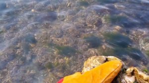 Сбор Гребешка-у берега моря.Город  Корсаков