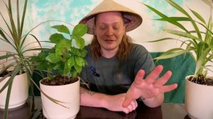 Кофейное дерево на подоконнике в каждый дом.