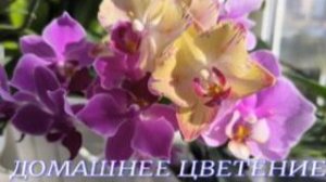 №1160/ ЦВЕТЕНЕЕ орхидей на МОЁМ подоконнике. Часть №2
