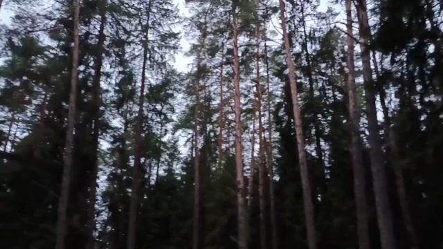 #вот такой лес в декабре как летом смотреть онлайн