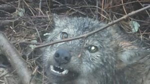 Охота на волка