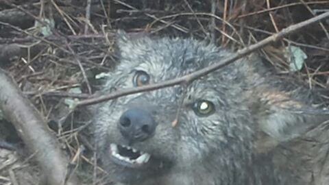 Охота на волка