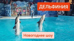 Дельфинарий Новосибирска - шоу морских животных