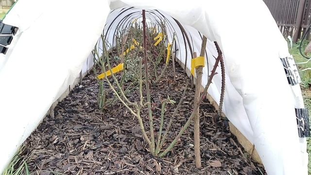 Укрытие розария - осень и зима. смотреть онлайн