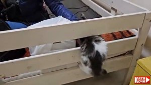 Алеутики попали в ежовые рукавицы