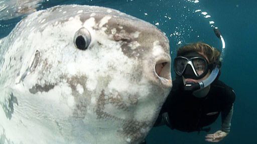 Разделка рыбы-луны / Уличная еда Кореи смотреть онлайн