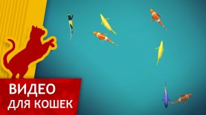 Видео для кошек - Рыбки в пруду вид сверху (Ваш кот будет доволен!)