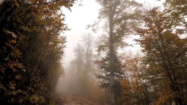 Осенний лес. 2 часа. смотреть онлайн