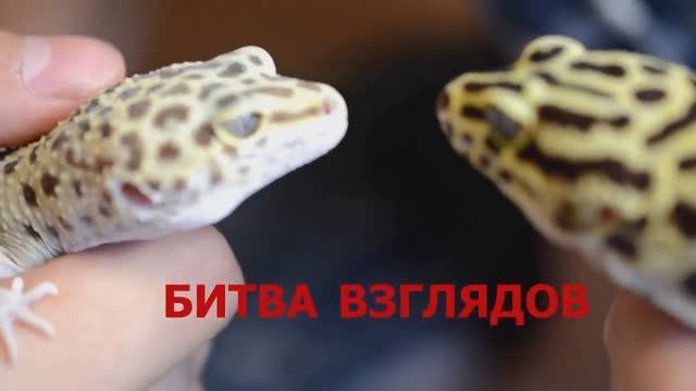 Чужой эублефар (ящерица) на передержке. Битва взглядов смотреть онлайн