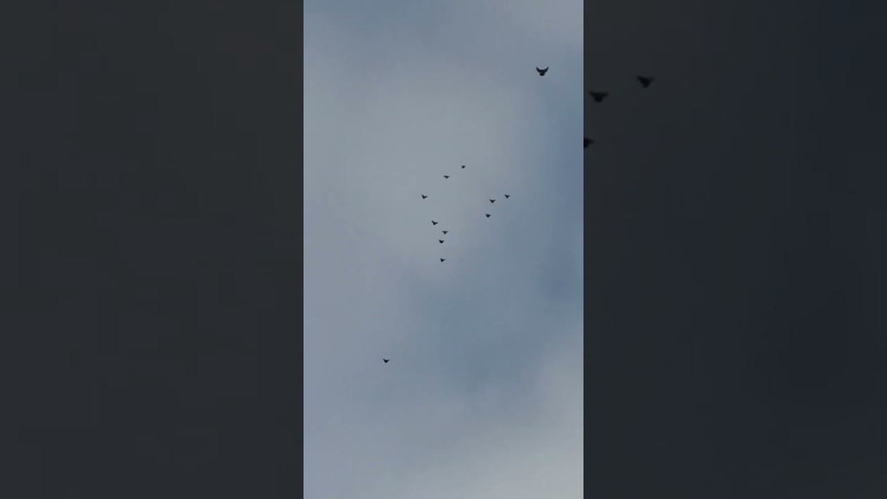 25.12.2025. Безкружные голуби, Чуманова Виталия.