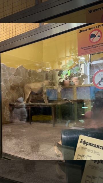 Лев в зоопарке Санкт-Петербурга