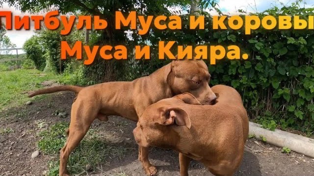 Питбуль Муса и коровы / Муса и Кияра | Слоумо | Питбули Dragon life смотреть онлайн