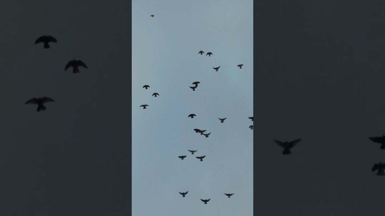 23.12.2025.Безкружные голуби, отца, Чуманова Валерия.